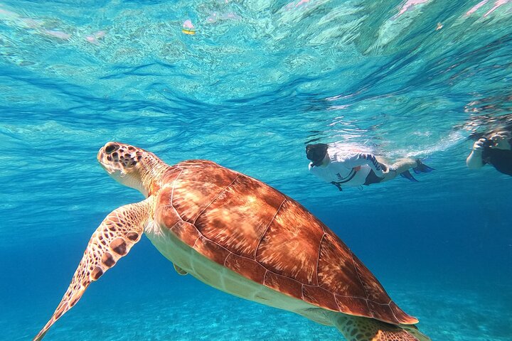 Turtle Sanctuary Katamaran: Operator-Foto