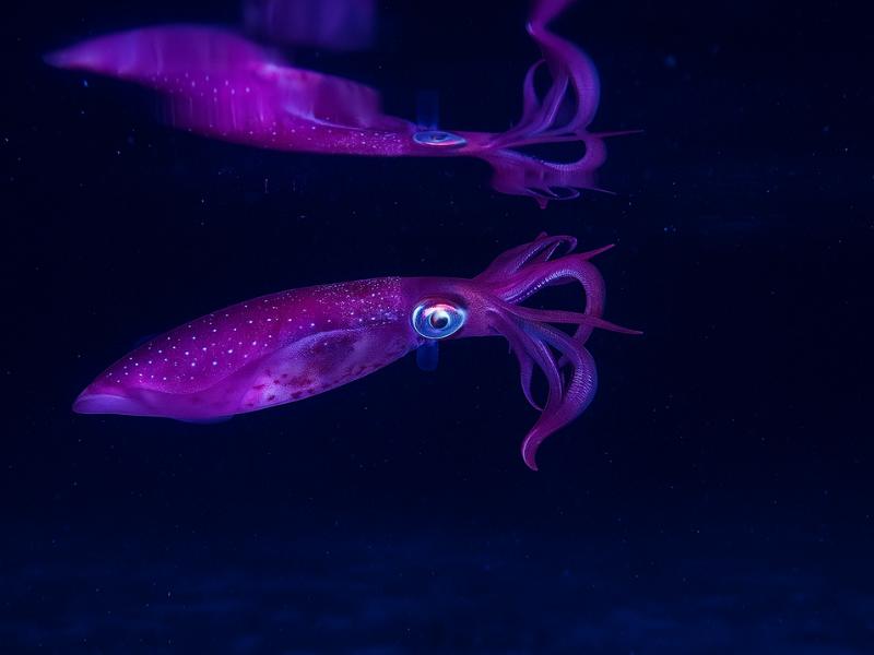 photo from Cozumel Night Snorkeling: Observe Octopus & Marine Life