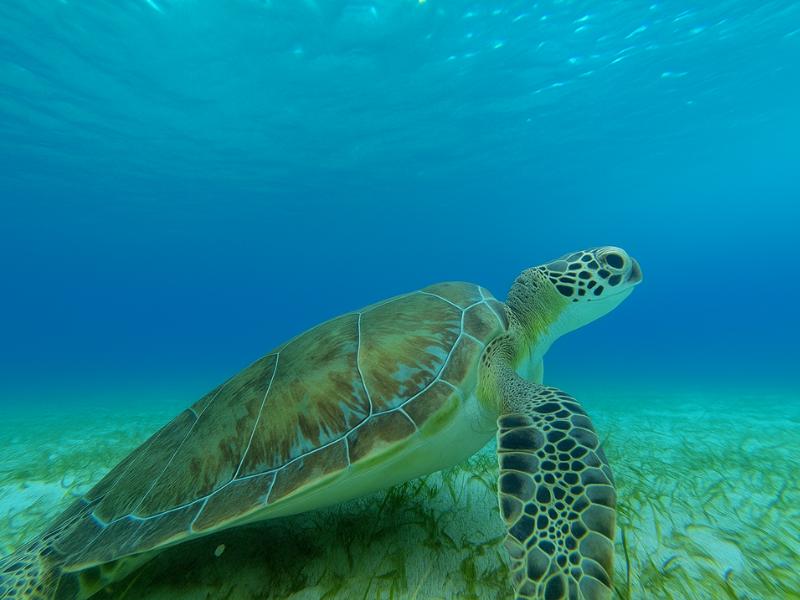 El Cielo Private 4-Hour Tour in Cozumel