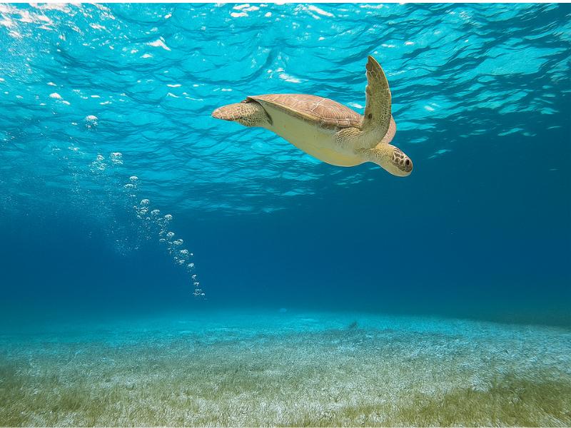 Turtle Sanctuary Luxury Catamaran Tour in Cozumel