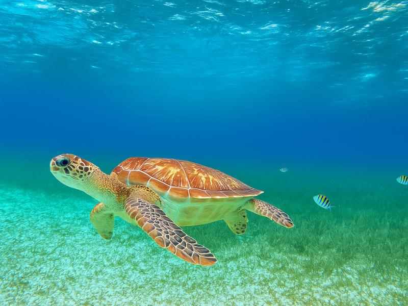 our mission at Cozumels underwater paradise
